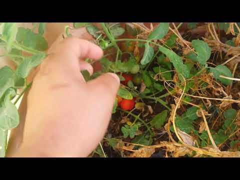 Kif tkabbar tadam fil-qsari (cherry tomatoes in pots)