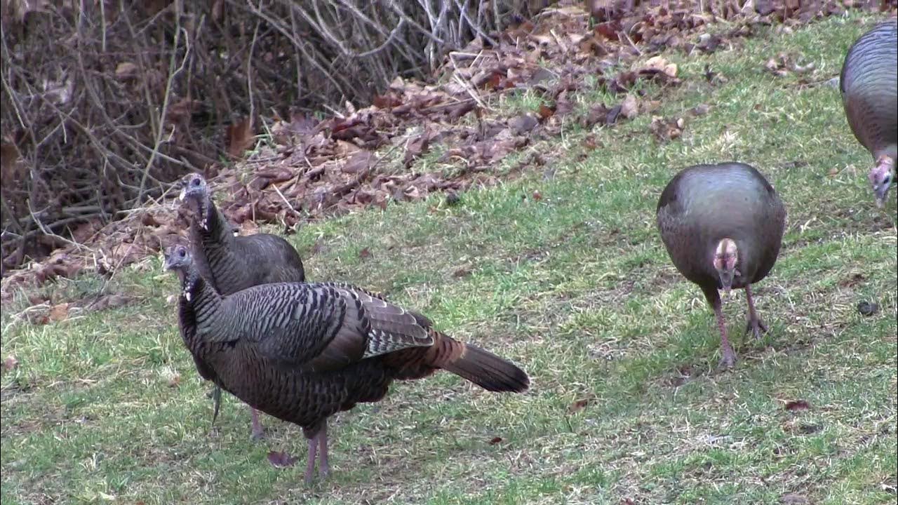 A Rafter of Turkeys YouTube