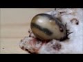 Tick explodes from injection with hydrogen peroxide (Lyme removal experiment) Zecke Explodiert