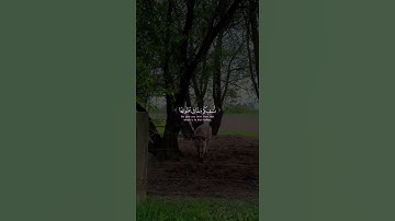 #قرآن كريم { سورة المؤمنون - الآية 21 ~22 } القارئ ياسر بن راشد الدوسري .