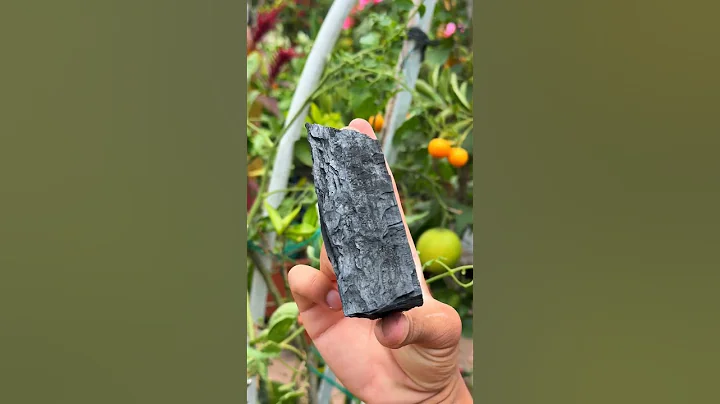 Your Plants Will LOVE This Charcoal Water Trick! #PlantCare #GardeningTips #SoilHealth