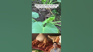 Những công dụng tuyệt vời từ cây bạc hà núi #shorts