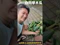 木瓜樹被風雨吹斷 強制採收了