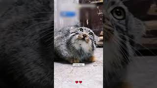 В грязной канаве прятался настоящий хищник…🐾