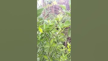 daun jeruk limau, mencegah gigitan serangga, meningkatkan kesehatan mulut, #shorts #fyp #gardener