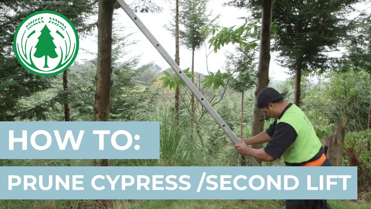 How To Prune Cypress Second Lift YouTube