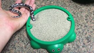 Waffle the Kenyan Sand Boa playing with his new toy!(, 2016-09-10T00:55:09.000Z)