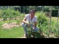 Comment tailler gourmander pincer vos tomates  le jardin des curieux