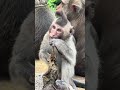 親子ザルが楽しそうに遊ぶ🐒💕 ~ Wat Phnom にて