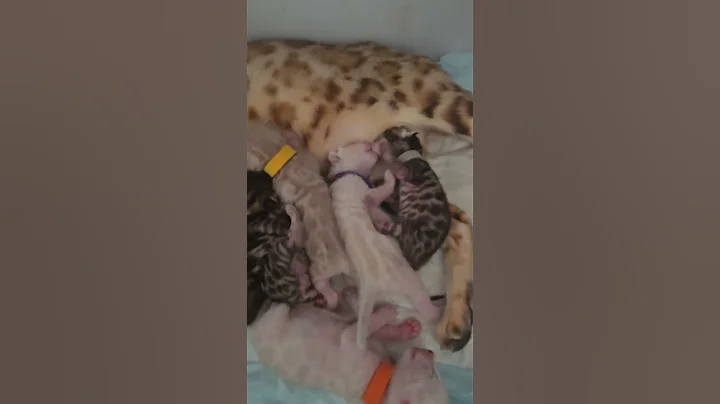 Watch the video about Bengal kittens battling for mommy's milk #trending #viral #cat #kitten #bengal #bengalcat #cutecat
