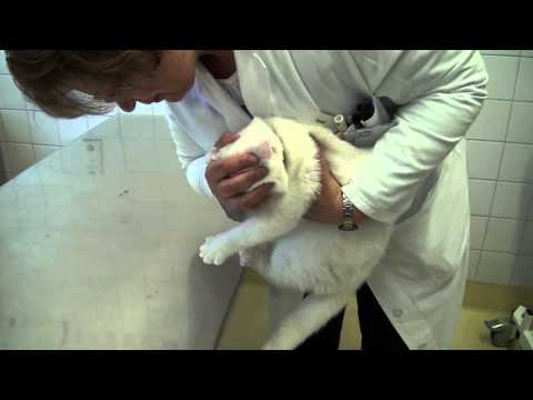 Die neurologische Untersuchung bei der Katze HQ