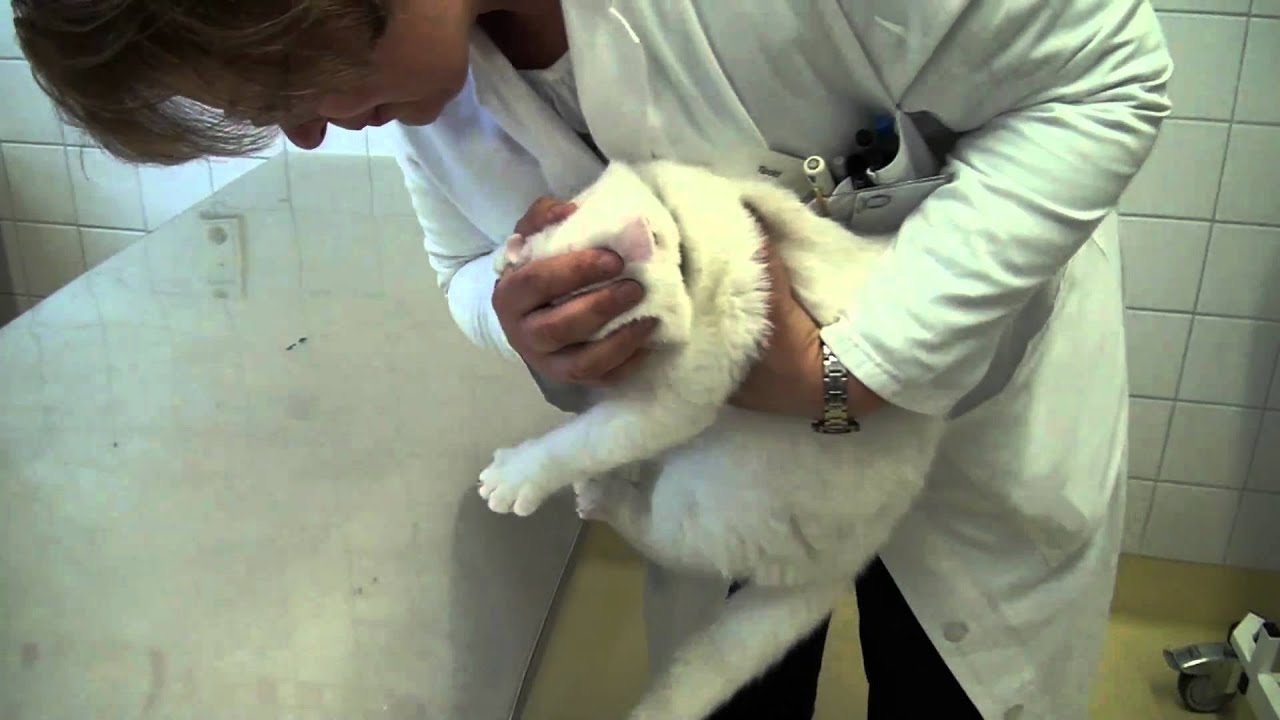 Die neurologische Untersuchung bei der Katze HQ