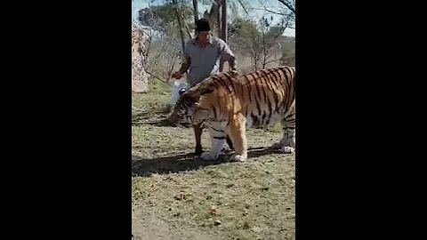 Large Siberian Tiger - DayDayNews