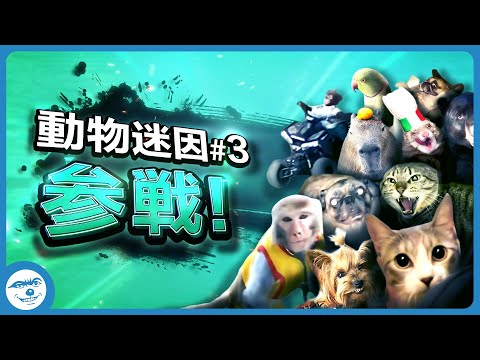 【全員参戦】動物迷因全員參戰 [Part.3😼] Animal Meme Compilation