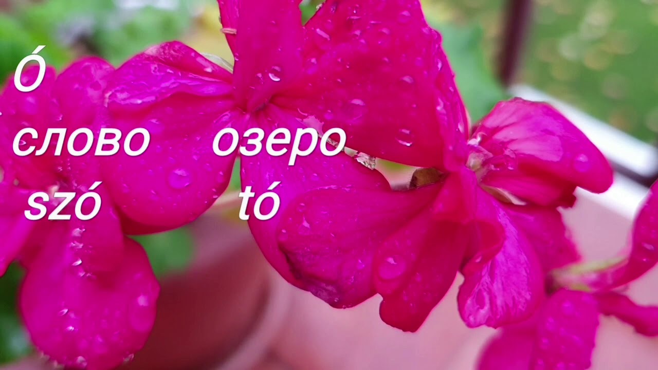 Венгерский язык для начинающих. Секрет изучения венгерского языка ...