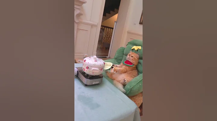 Make noodles for everyone to eat.  #exlittlebeans #funnycat #cooking