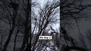 dogs tried to climb w/ the mountain lion!! #hunting #lions #hunter #dogs #snow #outdoors #fyp