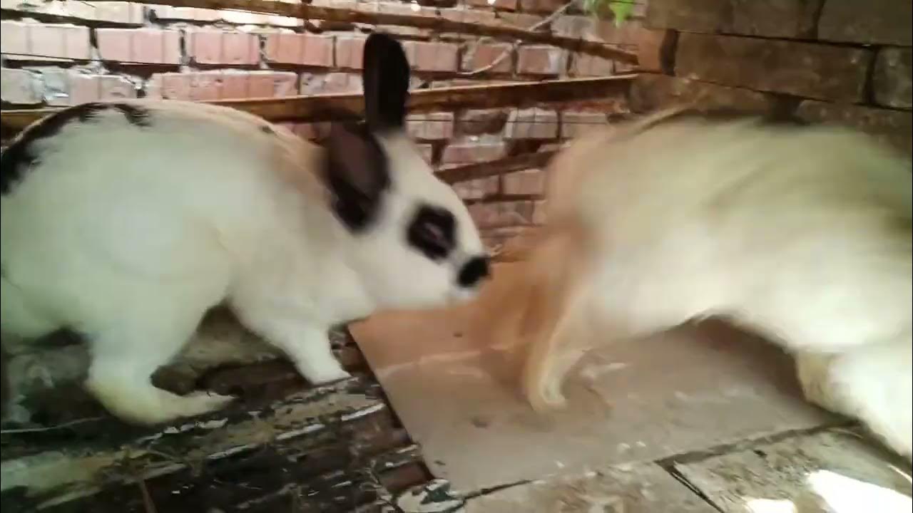 兔兔配种，母兔要抢一号公兔饭碗！