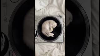 Soft White Loop | Sleepy Scottish Fold on Spinning Vinyl #cat #sleepmusic #lofi