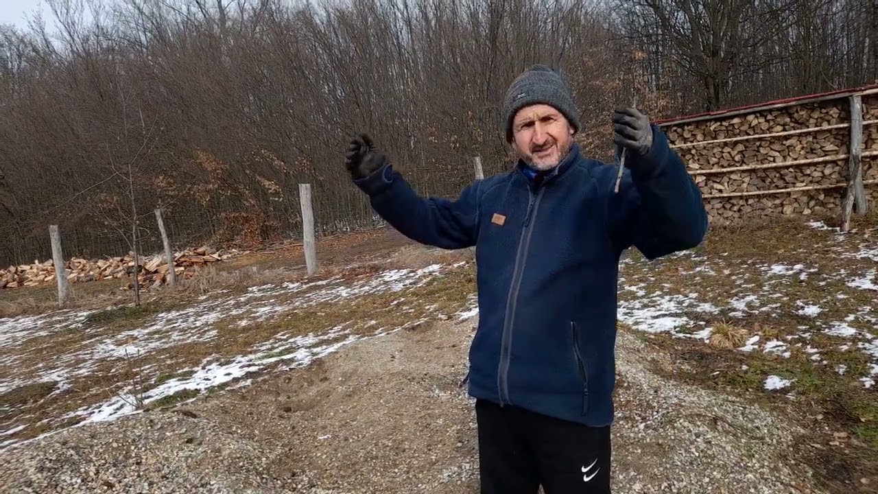 Cum conserva altoii de la recoltare pana la altoire