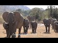 Elephant Action and Drama at Kruger National Park South Africa.
