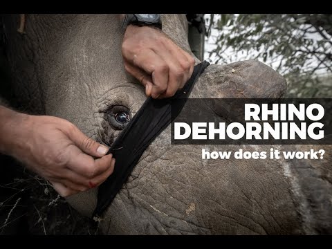 How do you dehorn a Rhino?