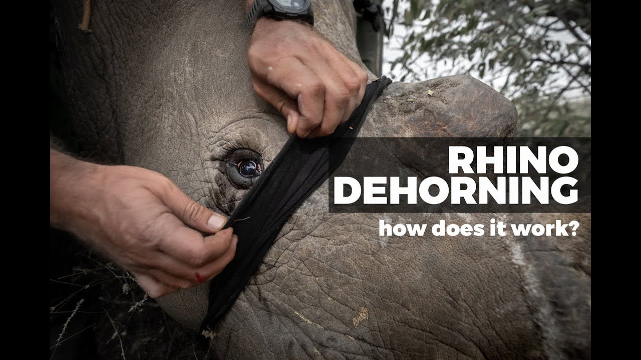 How Do You Dehorn A Rhino YouTube how-do-you-dehorn-a-rhino-youtube