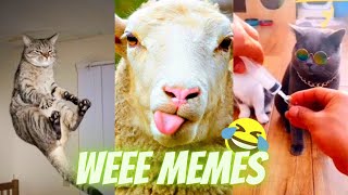 try not to laugh  WEEE MEMES Funny dogs and cats Funny animals videos graciosos de animales