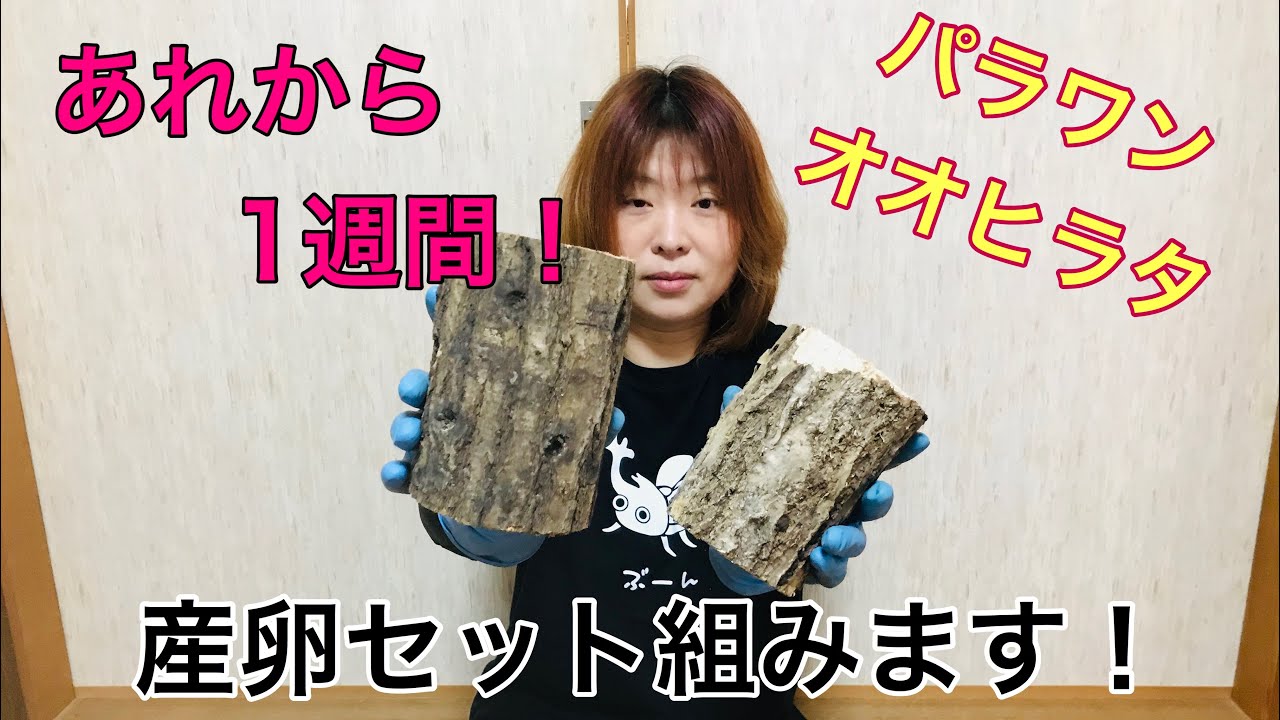 パラワンオオヒラタ産卵セット作成 Youtube パラワンオオヒラタ産卵セット作成 Youtube
