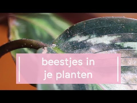Video: Witluis Op Binnenshuise Plante (16 Foto's): Hoe Om Tuis Te Veg? Kies 'n Behandeling En 'n Middel Wat Van Die Witluis Ontslae Sal Raak