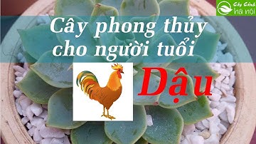 Cây phong thủy dành cho người tuổi Dậu