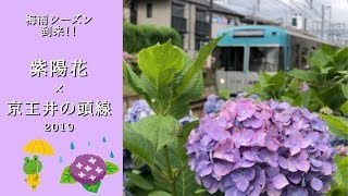 【梅雨シーズン】紫陽花 × 京王井の頭線 2019