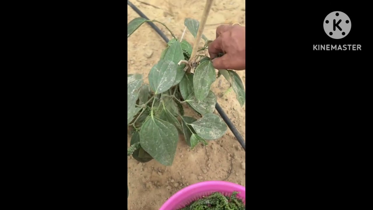 Pepper harvest in our farm.