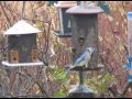 Feeder Birds in Hurricane Sandy Video