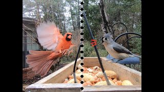Titmice, Woodpeckers, Cardinals, Goldfinches, Angry Pine Siskins, and More Birds at the Feeder by Matthew De Seguirant  2,121 views 3 months ago 7 minutes, 18 seconds
