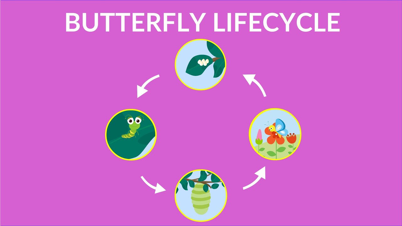 Image result for butterfly life cycle