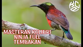 Masteran Kolibri ninja konin full tembakan