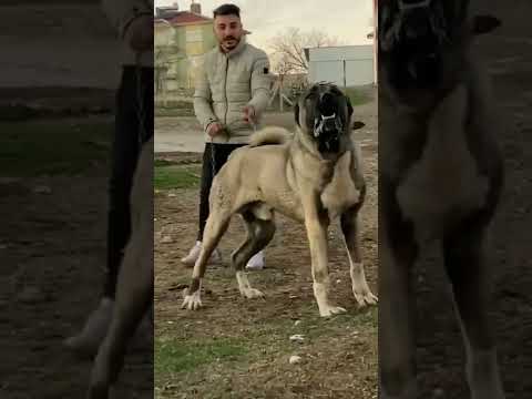 شجاعه وقوي كلاب الكنجال التركي اقوي الكلاب في العالم الكنجال التركي الكانجال التركي اقوي كلاب