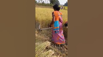 power reaper, brush cutter, paddy cutter