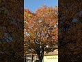 秋の紅葉　もうすぐ冬