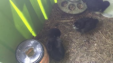 Keeping Chicks Warm Off Grid