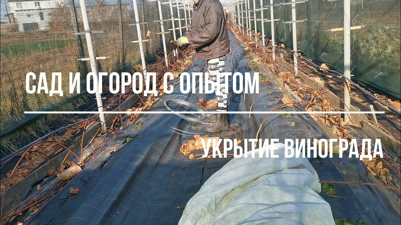 Обработка винограда после снятия укрытия. Укрытие для винограда. а ты укрыл виноград?.