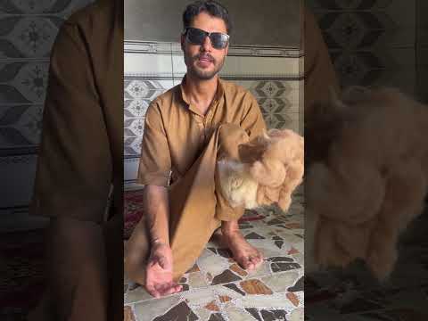 فوائد وبر الجمل 