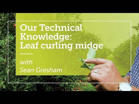 Video: Hoe Apple Leaf Midge te behandelen - Het wegwerken van Apple Leaf Curling Midge-plagen