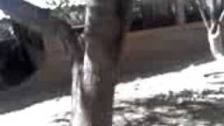 Os Meninos Aliciando Até Os Leitãozinho