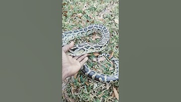 Normal Burmese Python Nibbles Outside ‼️💯🔥