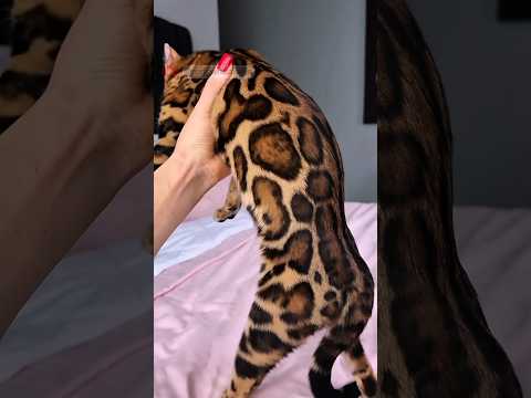 AWALNYA LIAR DAN SULIT DIJINAKKAN