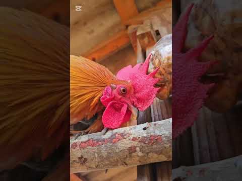 nyiajyaj channelQaibtxuamzoonraugheev Qaib txuam zoo nraug heev