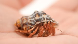 Will hermit crabs accept food from human hands?