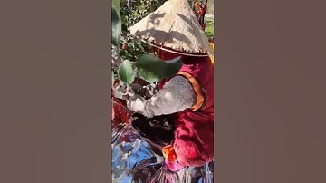 Hái Táo Ở Hàn Quốc